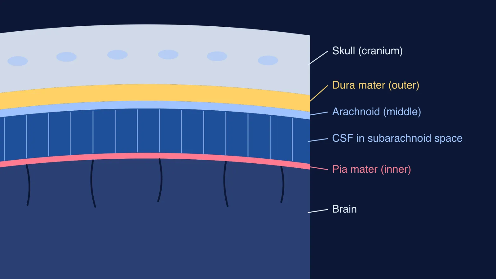 Labelled layers from skull through dura, arachnoid, CSF and pia mater to brain