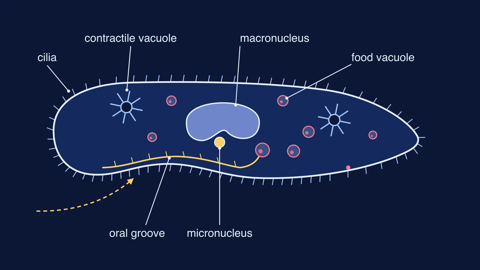 Labelled Paramecium diagram with cilia, oral groove, contractile vacuoles, food vacuoles and nuclei