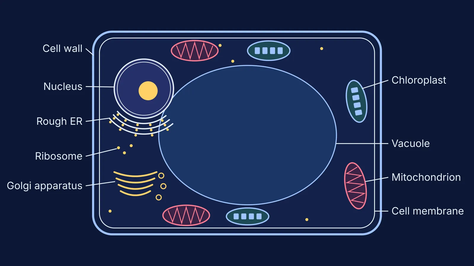 Labelled plant cell diagram showing nucleus, ER, Golgi, mitochondria, chloroplasts and vacuole