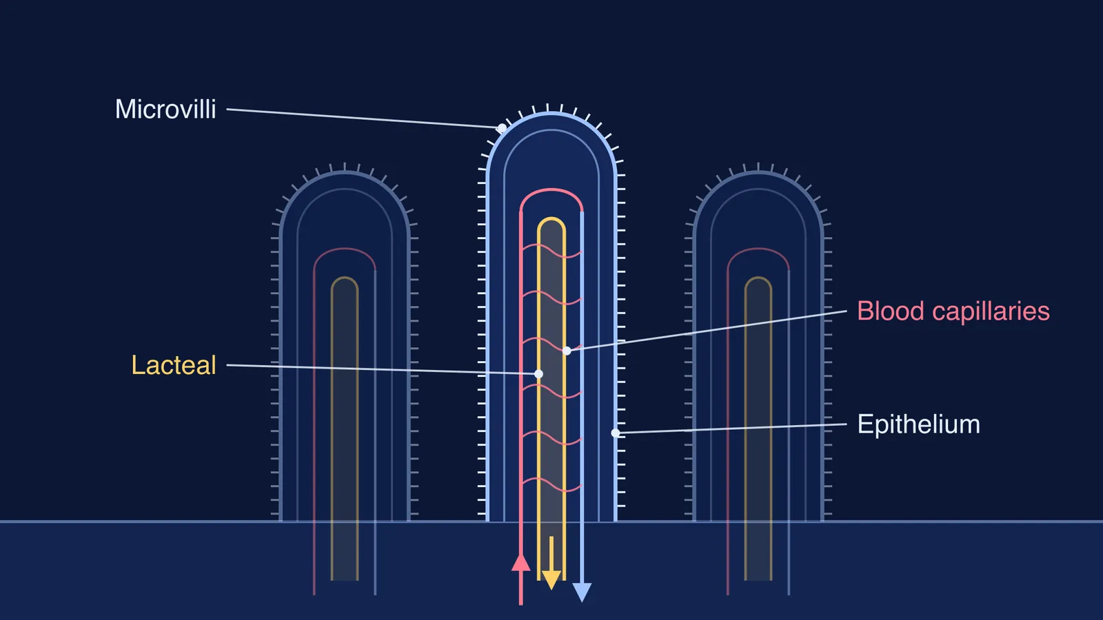 Labelled villus diagram showing microvilli, epithelium, central lacteal and blood capillaries