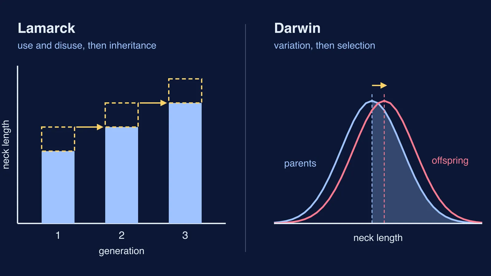 Lamarck's stretched necks inherited versus Darwin's selection shifting a population