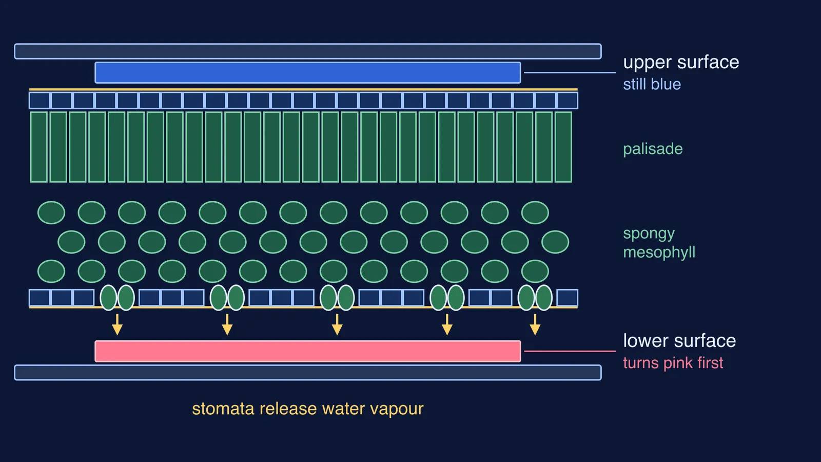 Leaf cross-section with blue paper above and pink paper below the stomata