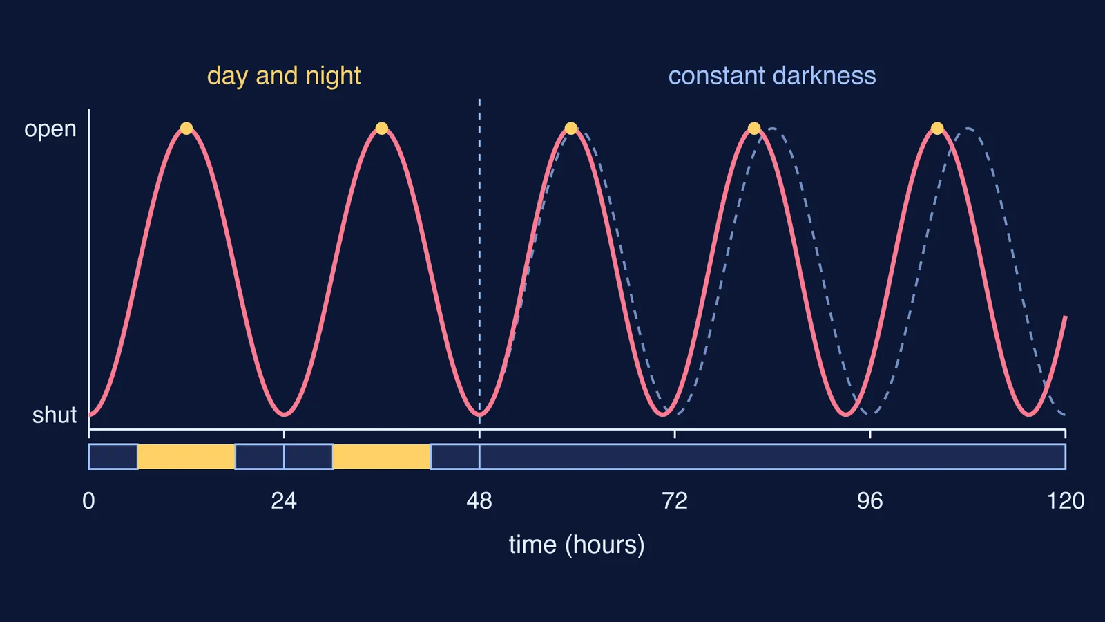 Leaf opening rhythm drifting earlier in constant darkness versus a 24-hour cycle