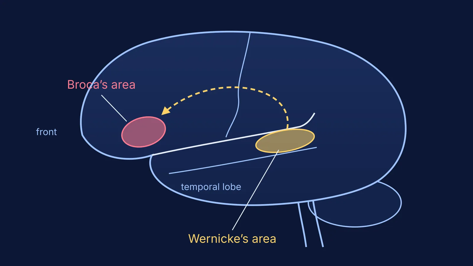 Left side of the brain with Wernicke's and Broca's areas linked by an arrow