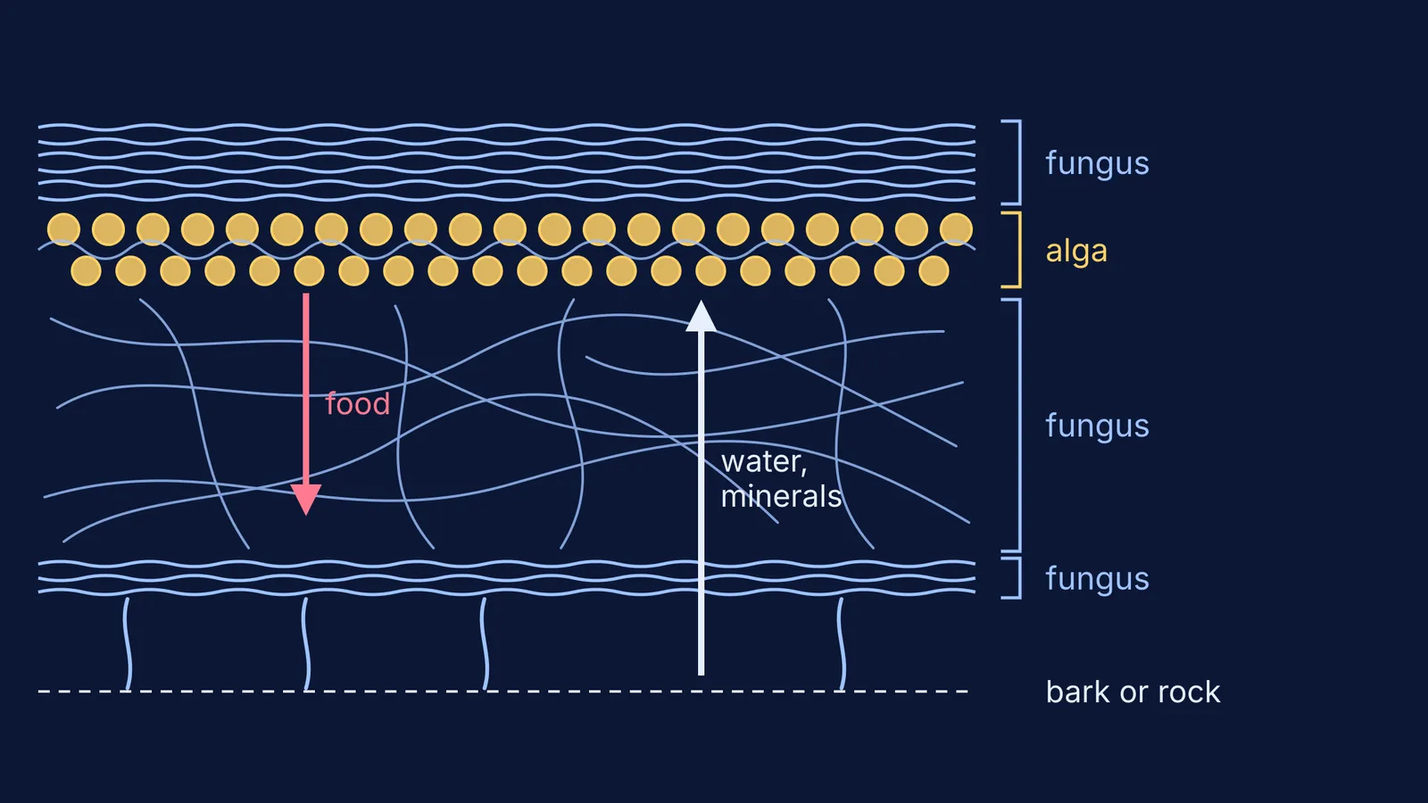 Lichen cross-section: fungal threads wrap a layer of algal cells, trading food and water