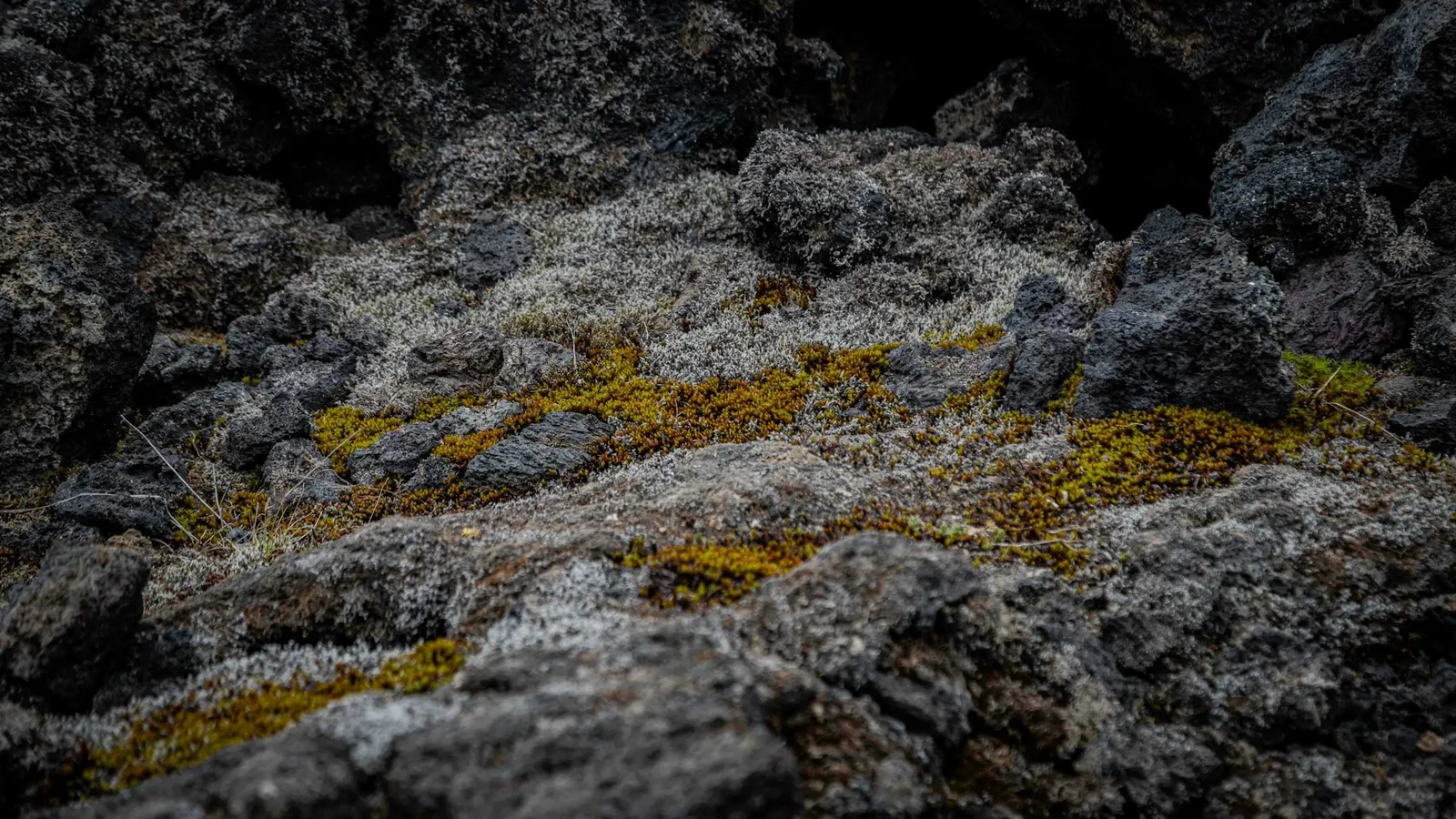 Lichens and moss covering dark volcanic rock