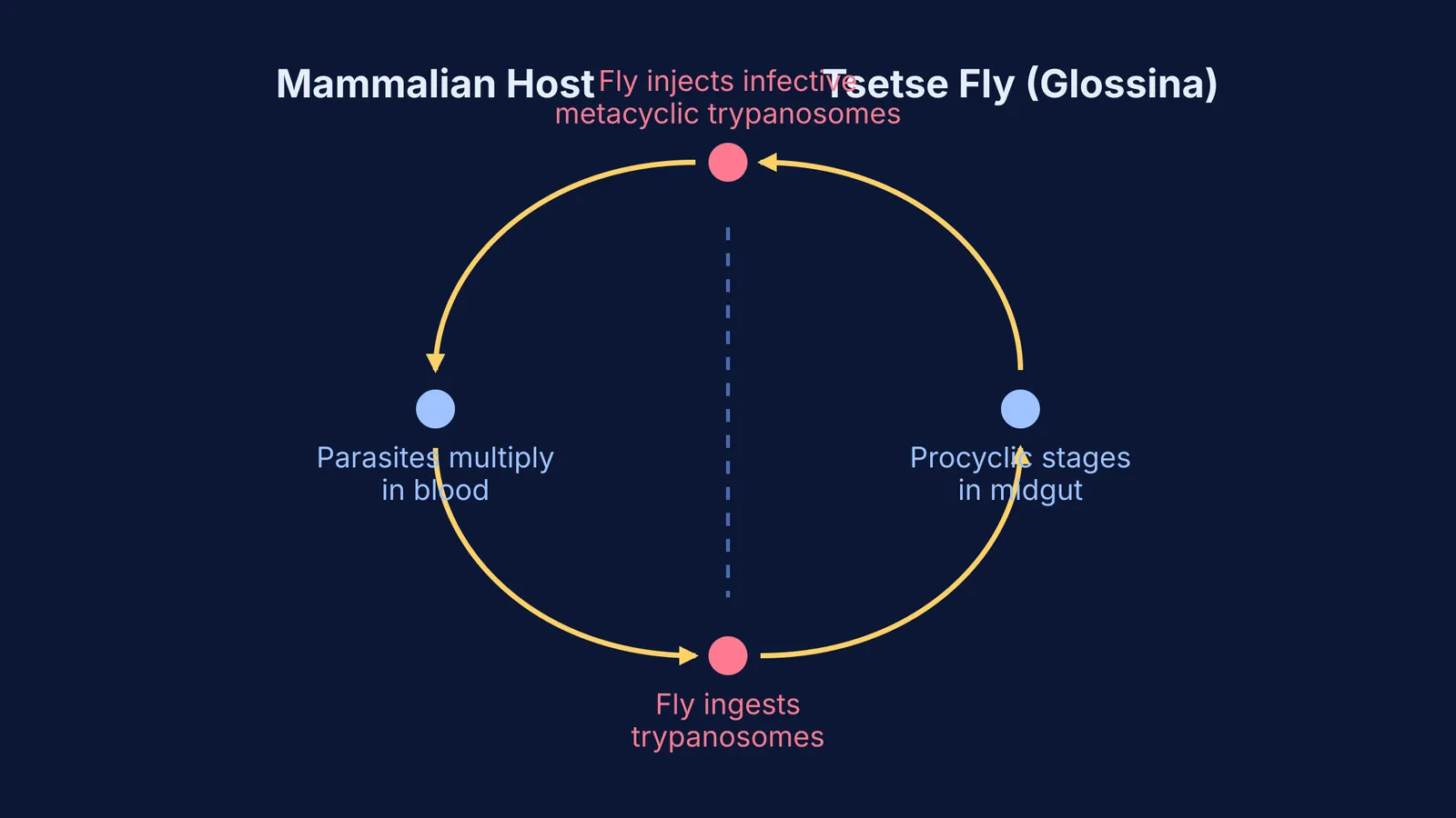 Life cycle of Trypanosoma brucei between a mammalian host and the tsetse fly.
