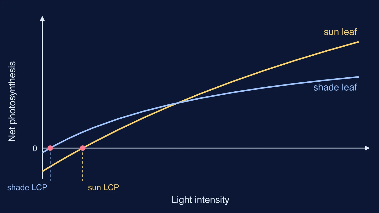 Light response curves of a sun leaf and a shade leaf crossing zero