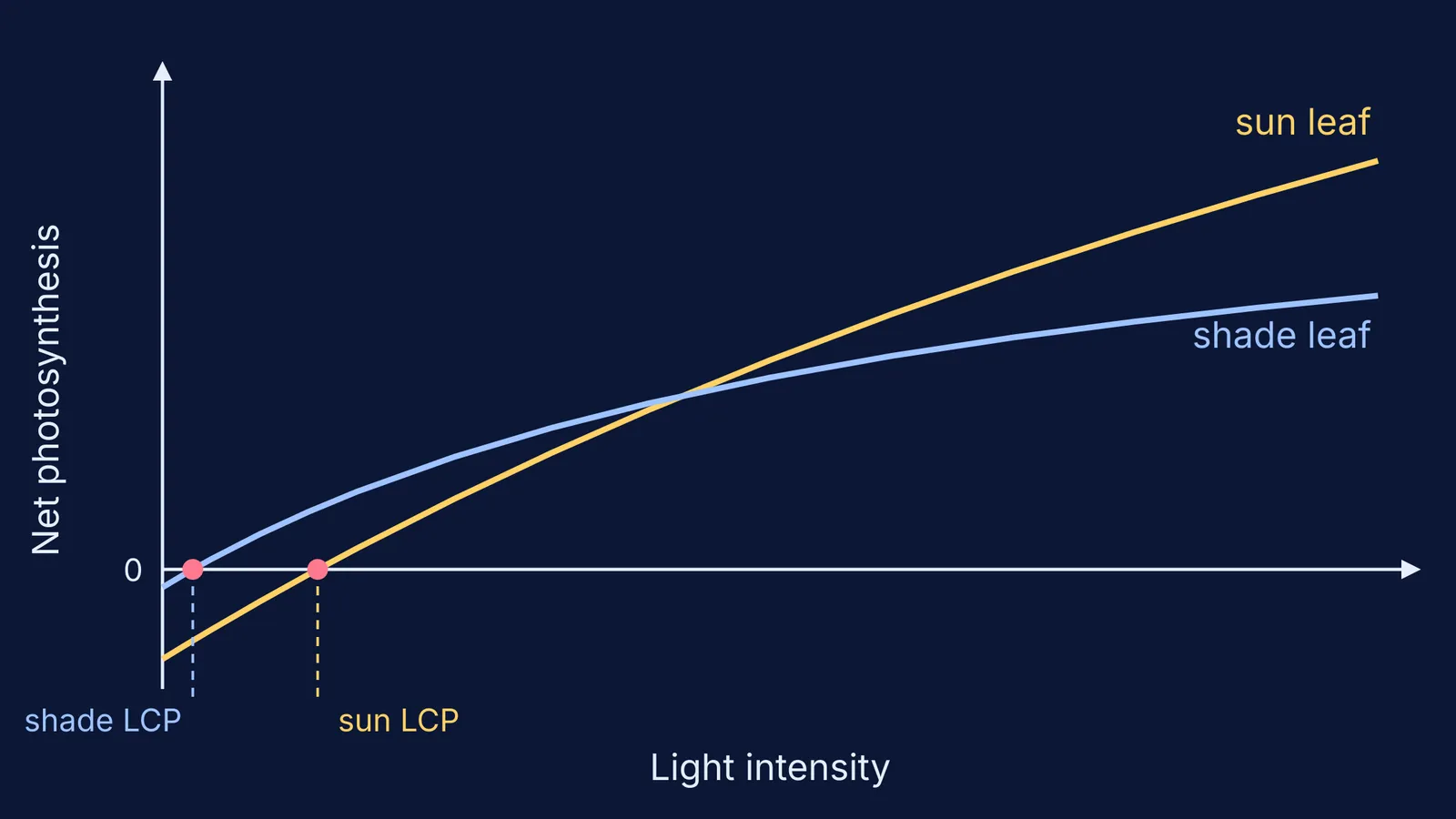 Light response curves of a sun leaf and a shade leaf crossing zero