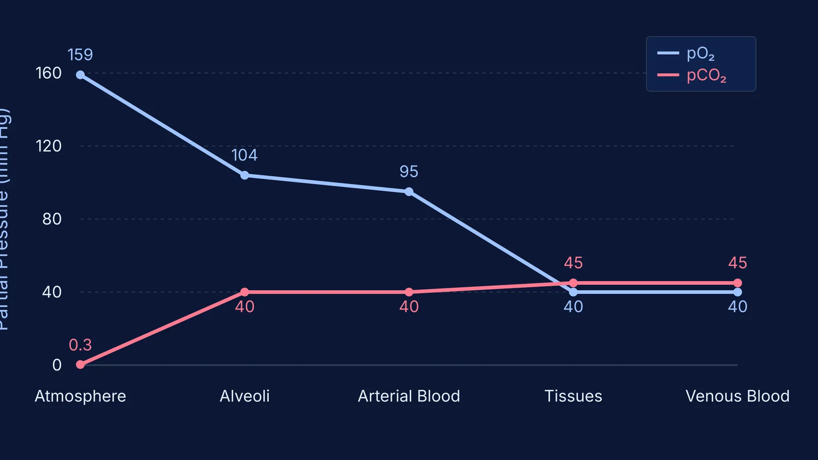 Line graph showing the partial pressure gradients of oxygen and carbon dioxide across the atmosphere, alveoli, blood, and tissues.