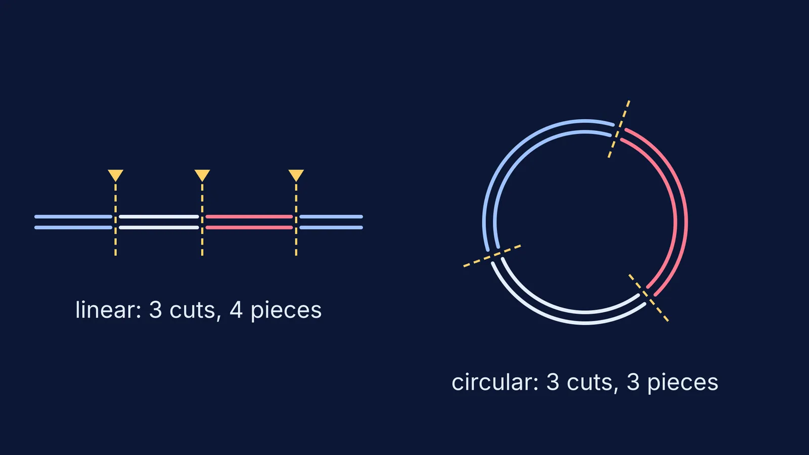 Linear DNA cut three times into four pieces beside a plasmid cut into three
