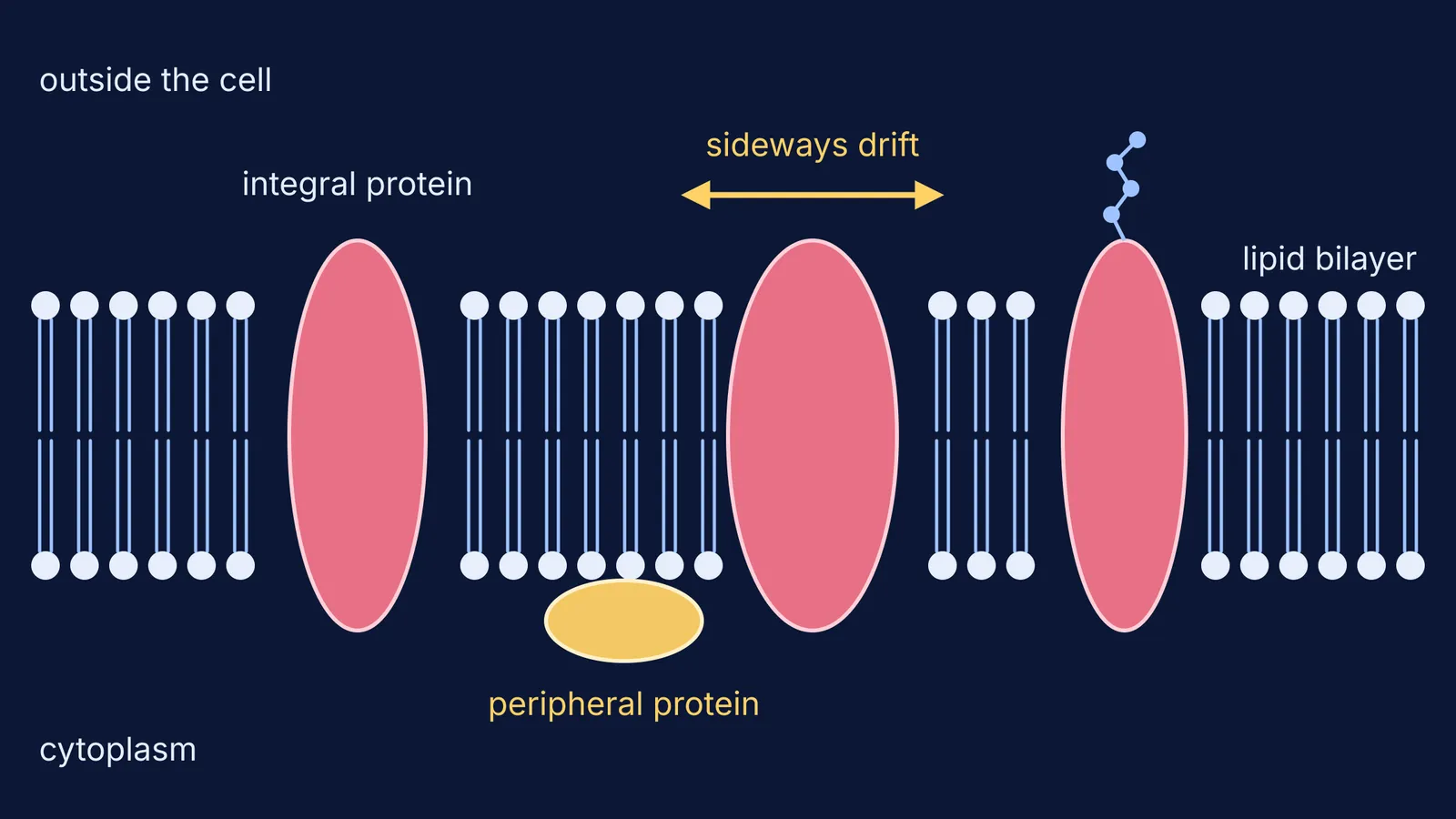 Lipid bilayer with integral proteins spanning it, a peripheral protein and a sideways-movement arrow