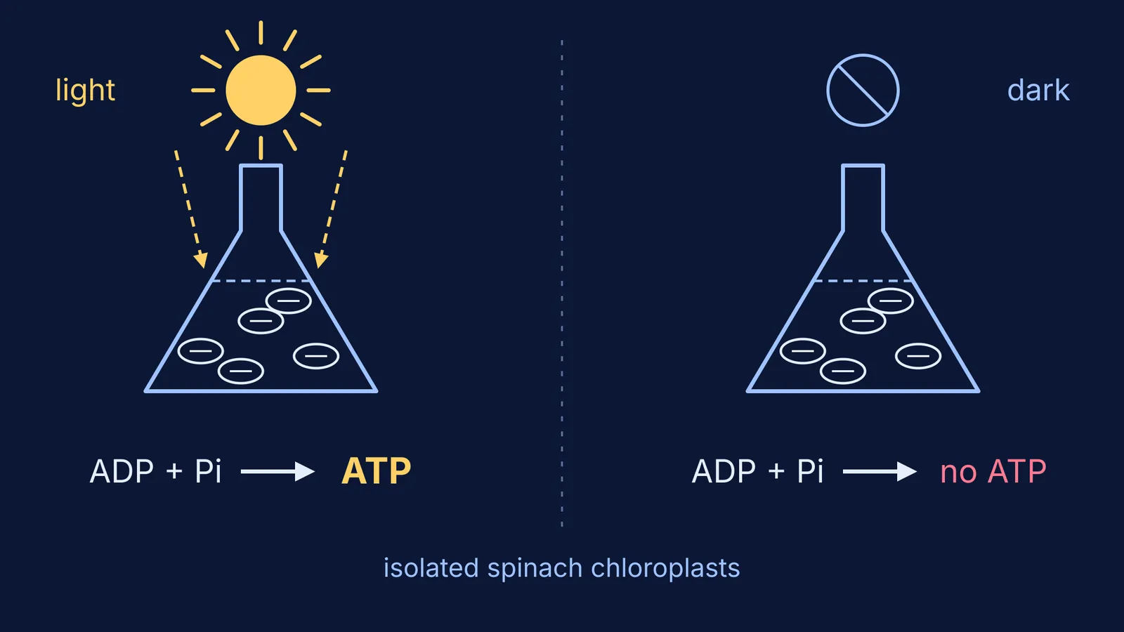 Lit flask of chloroplasts makes ATP while a dark flask makes none