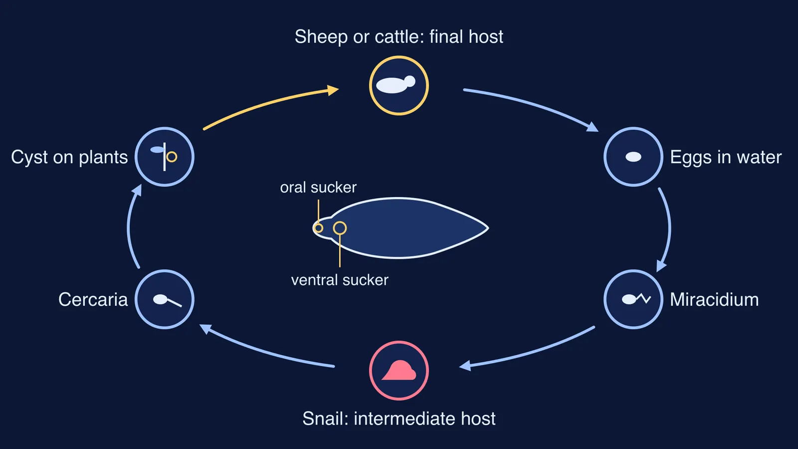 Liver fluke life cycle loop from sheep to eggs, snail and plant cyst