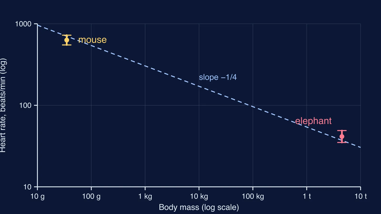 Log-log chart of heart rate against body mass for a mouse and an elephant
