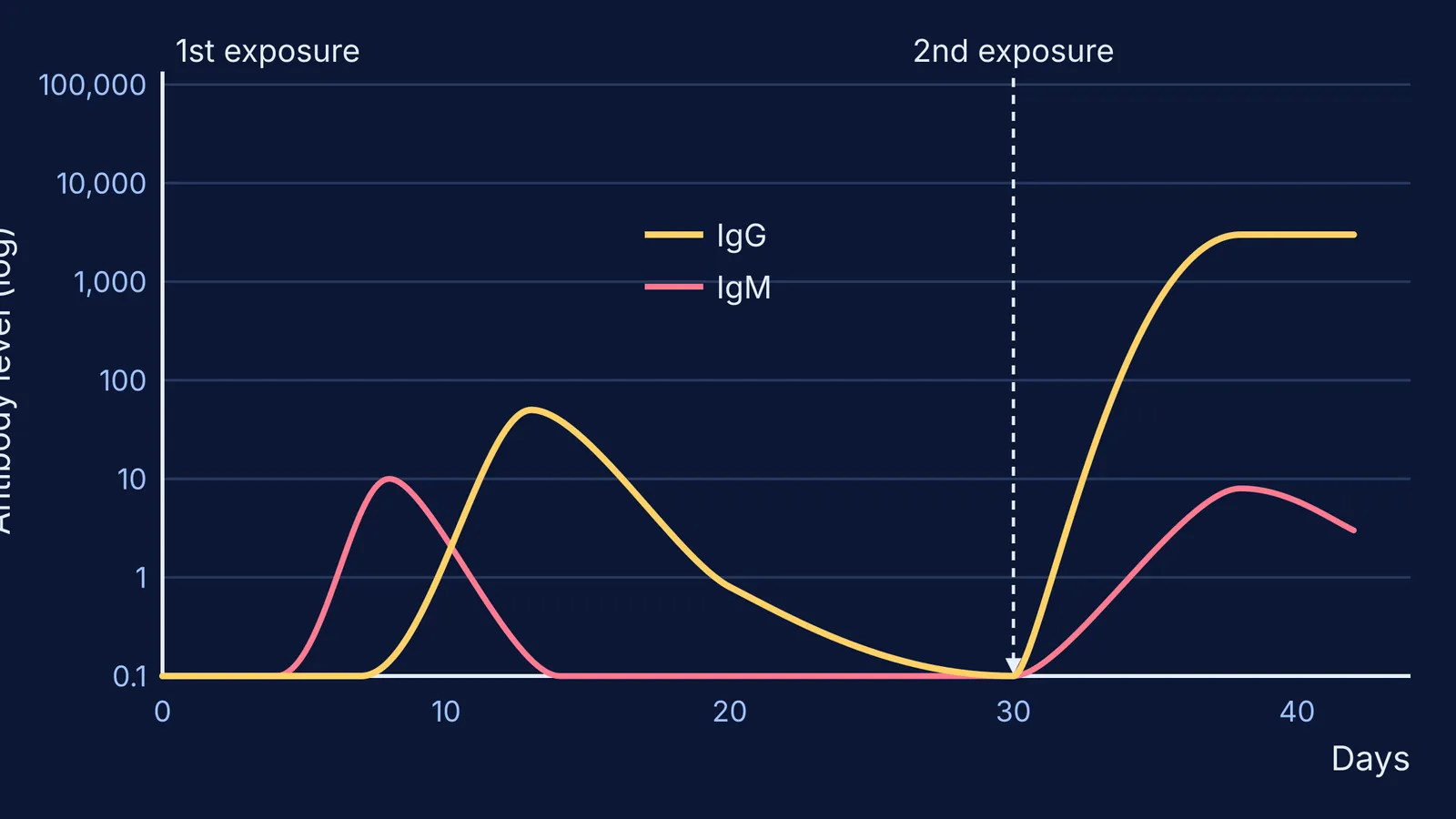 Log-scale graph of IgM and IgG after first and second antigen exposure