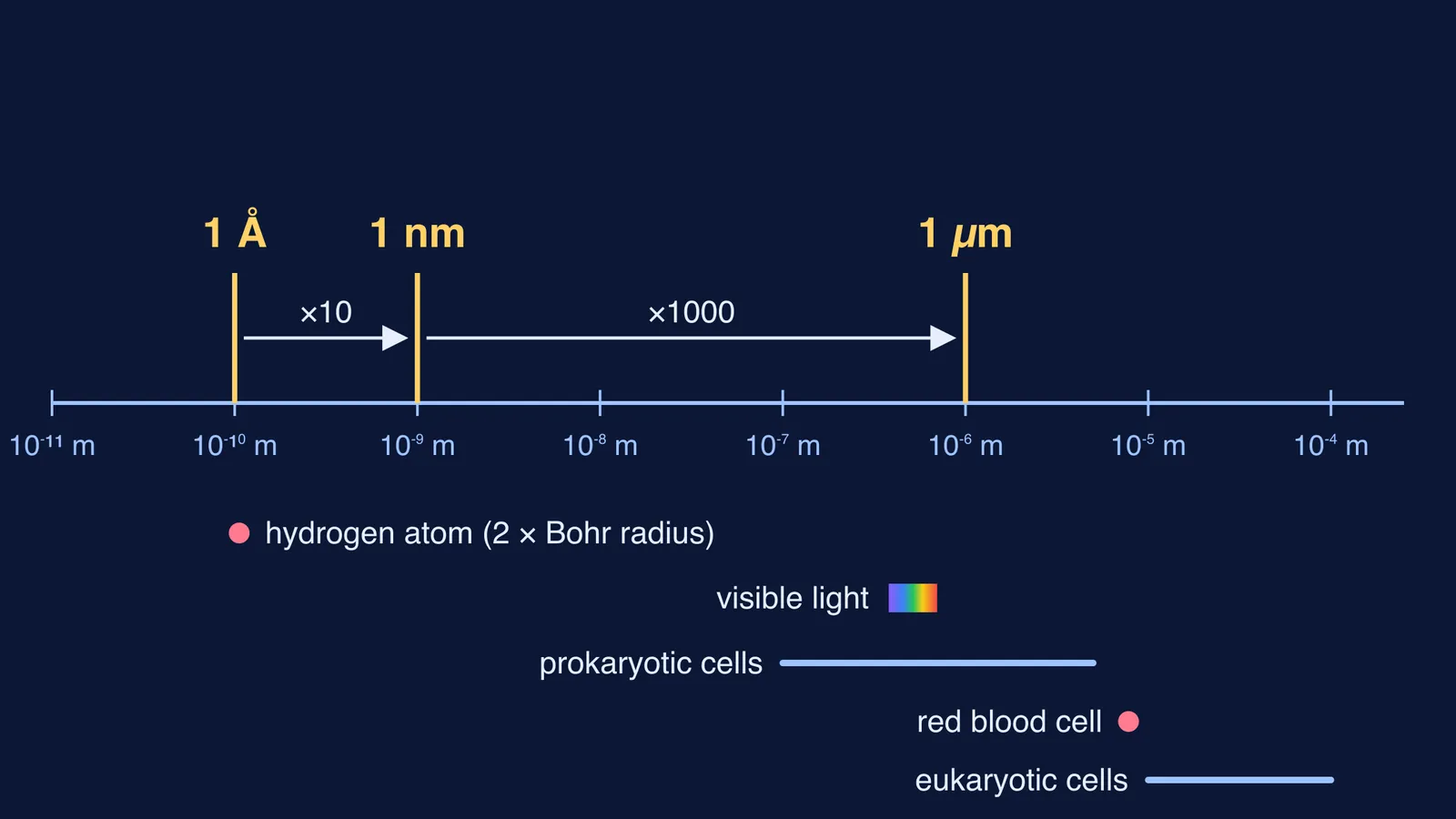 Log-scale ruler marking angstrom, nanometre and micrometre against atom, light and cell sizes