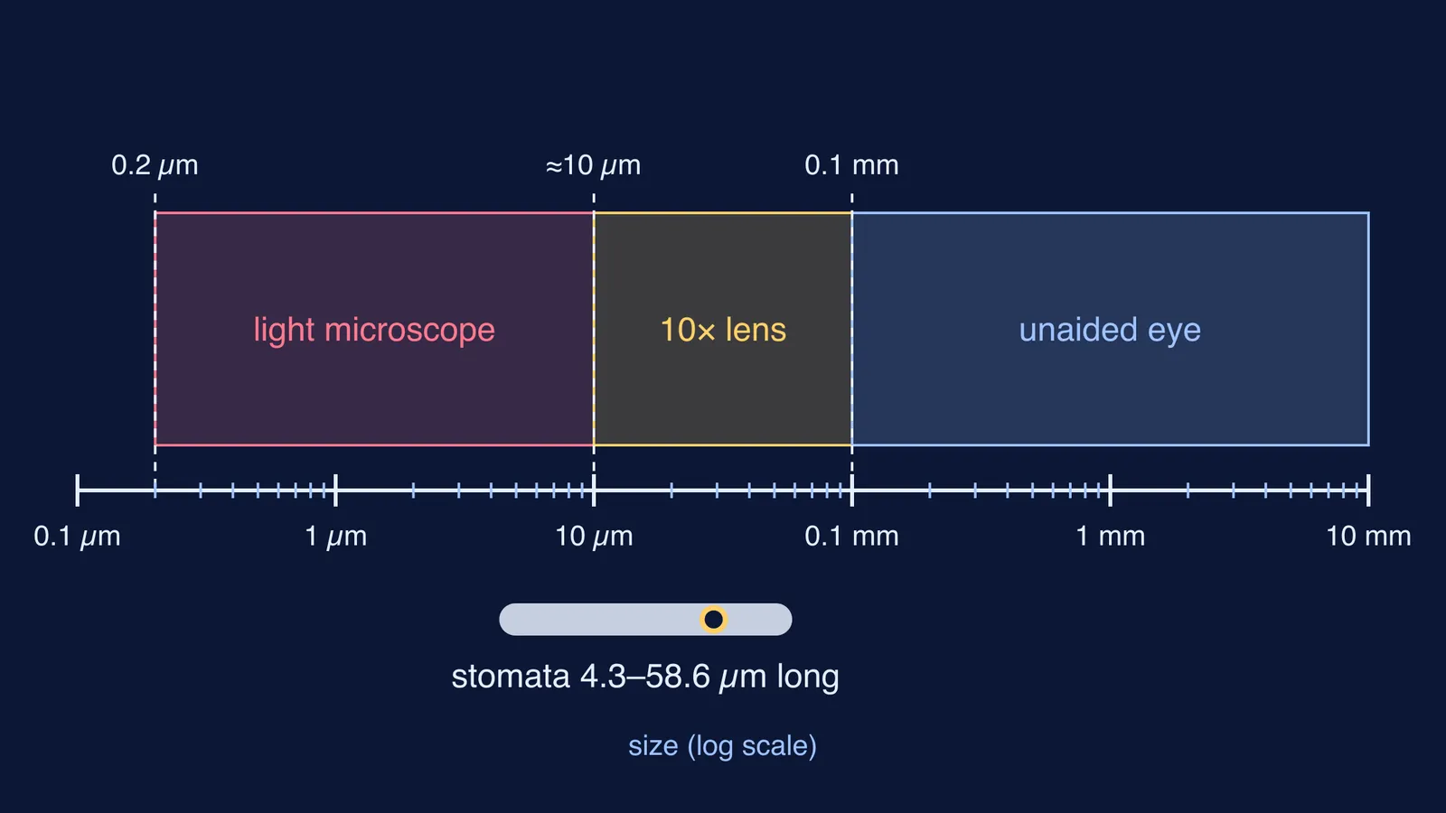 Log size scale comparing stomatal lengths with eye, 10x lens and microscope limits