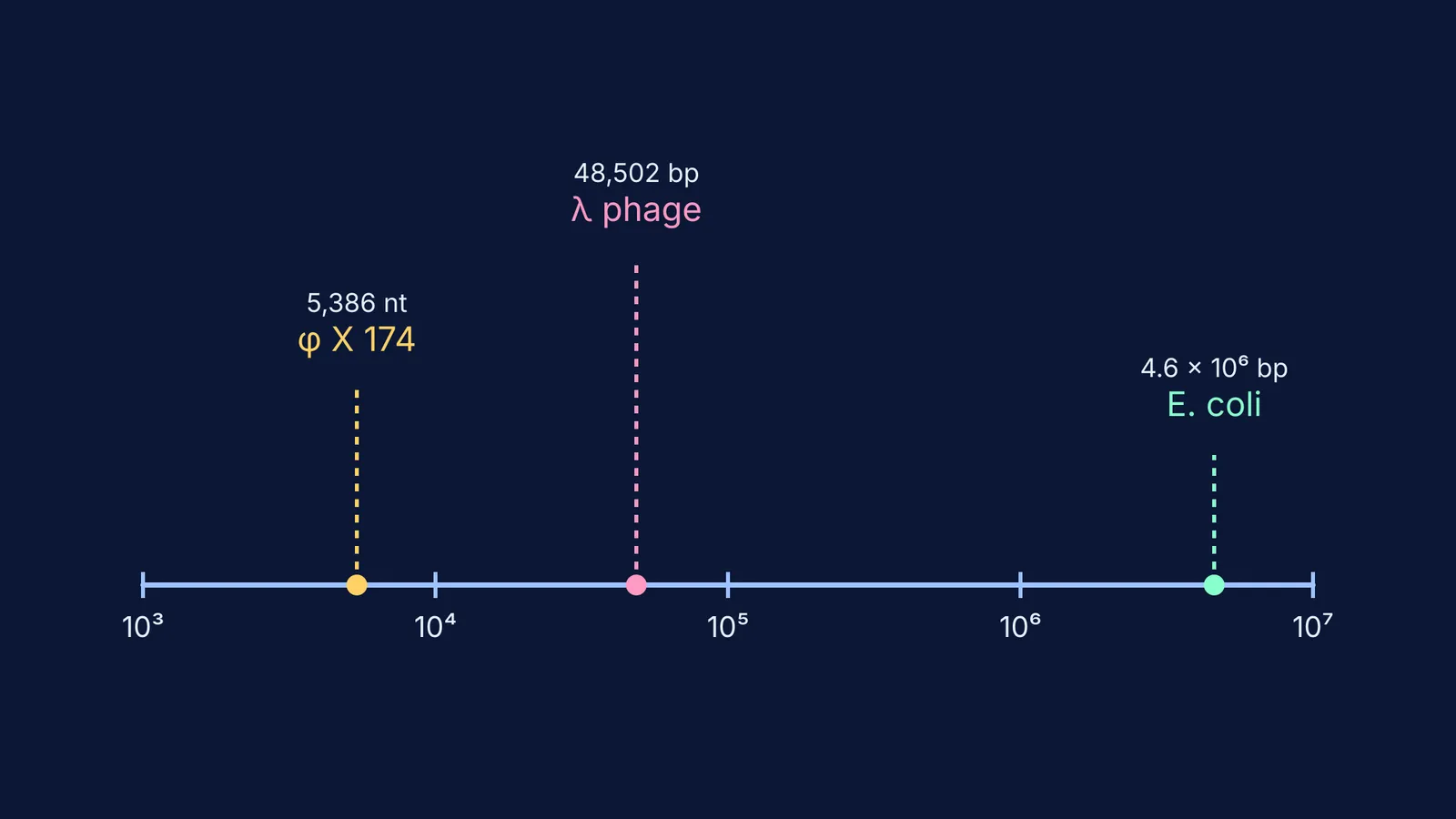 Logarithmic scale showing genome sizes of phi X 174, lambda phage and E. coli