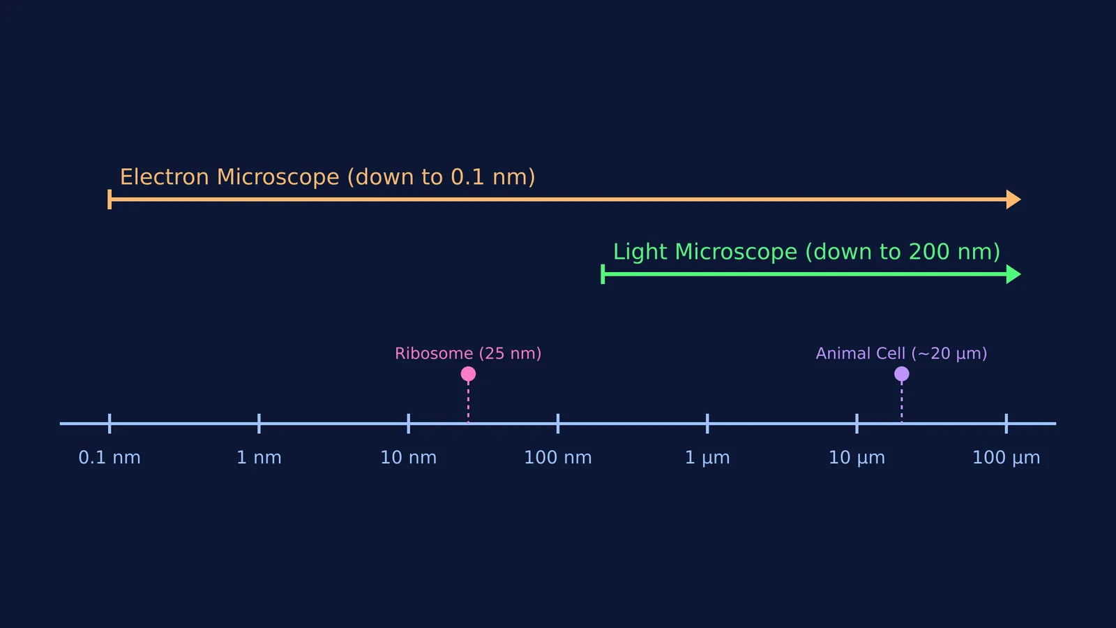Logarithmic scale showing resolution limits of light and electron microscopes with ribosome and cell sizes.