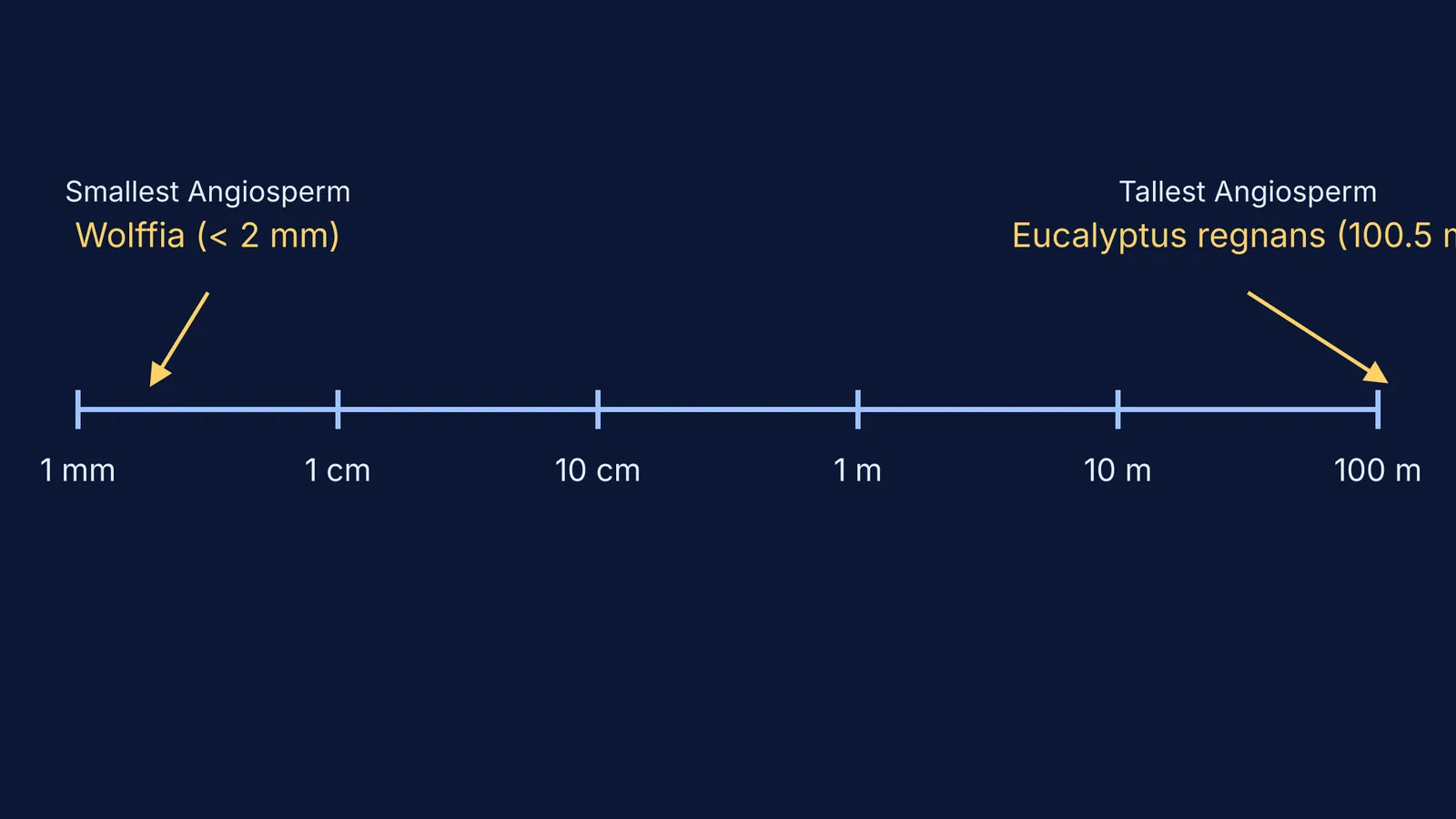 Logarithmic scale showing the sizes of angiosperms from 1 mm to 100 m