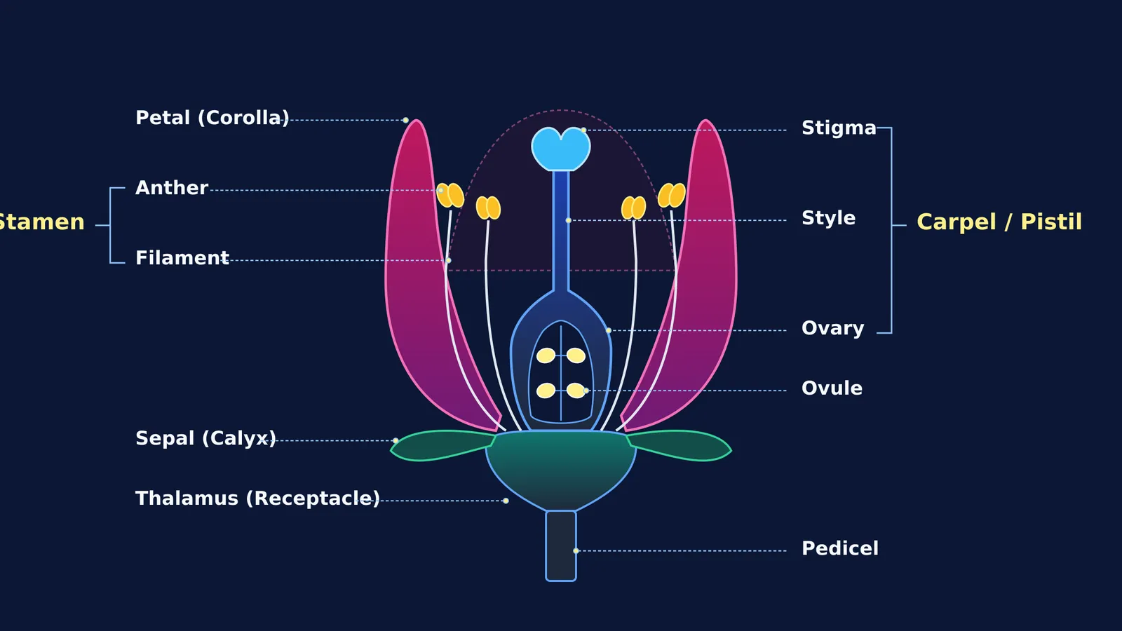 Longitudinal section of a flower diagram showing floral whorls and reproductive structures