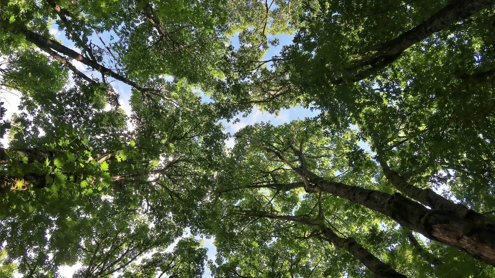 Looking up into a green forest canopy