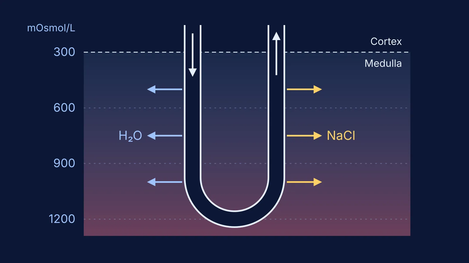 Loop of Henle losing water and salt in a medulla graded 300 to 1200 mOsmol/L