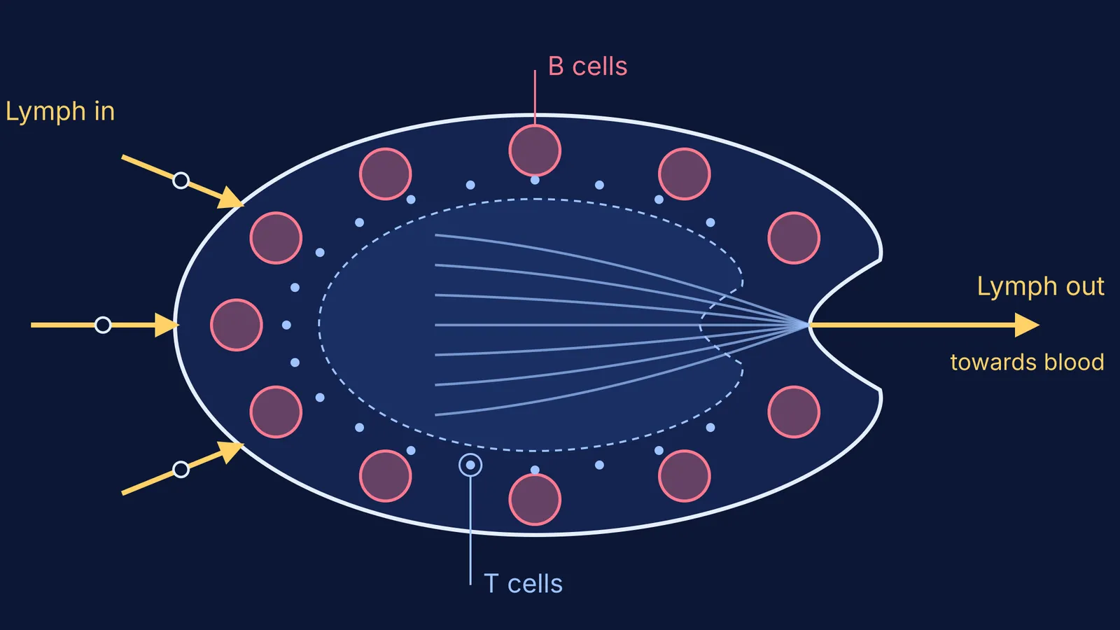 Lymph node cross-section: lymph flows in, past B and T cells, and out