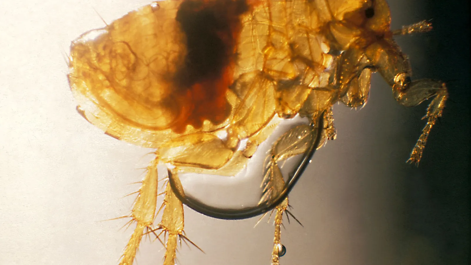 Magnified plague-infected oriental rat flea with a dark blood mass in its gut
