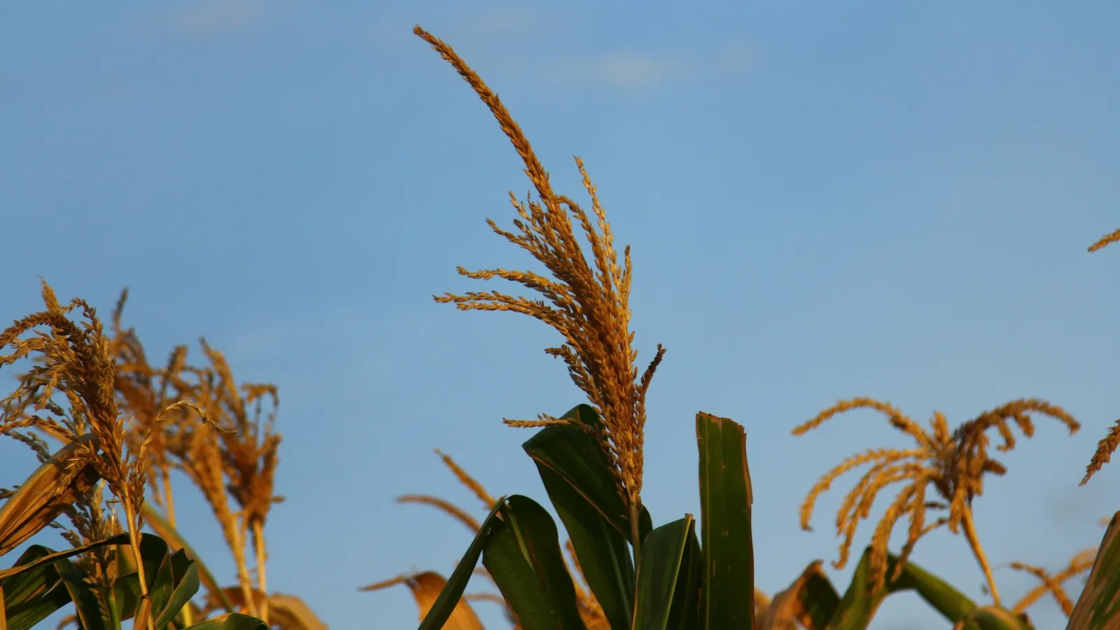 Maize tassels against a blue sky