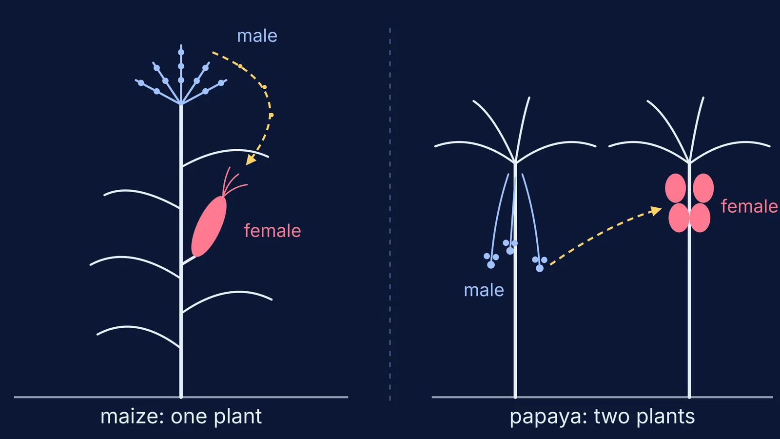 Maize with male and female flowers on one plant beside separate papaya plants