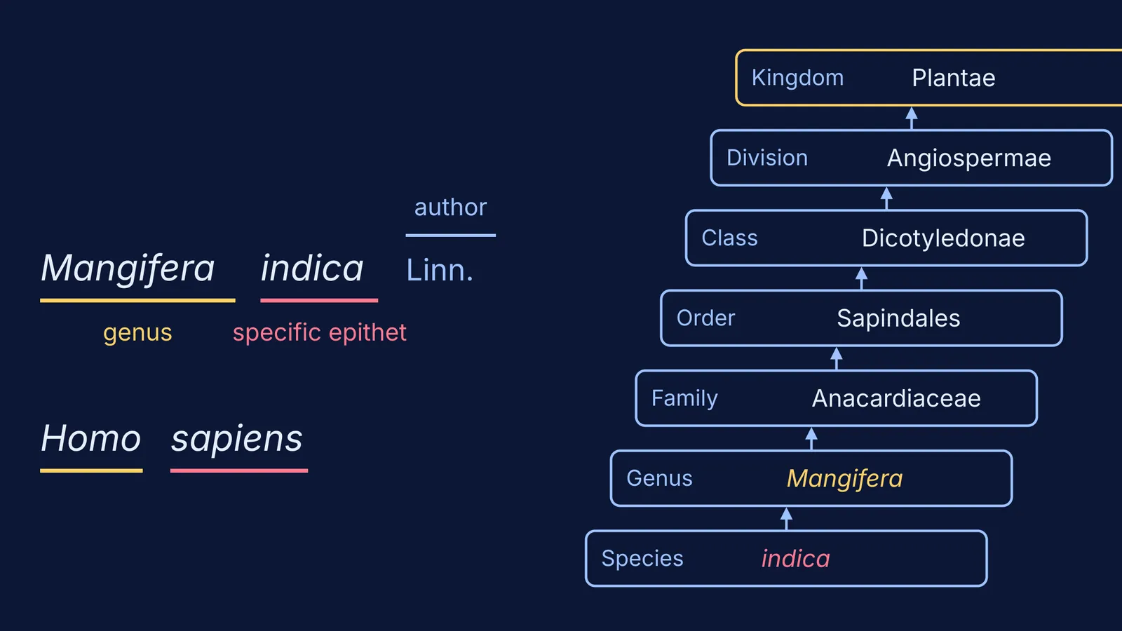 Mangifera indica split into genus, epithet and author, beside mango's ranks from species to kingdom