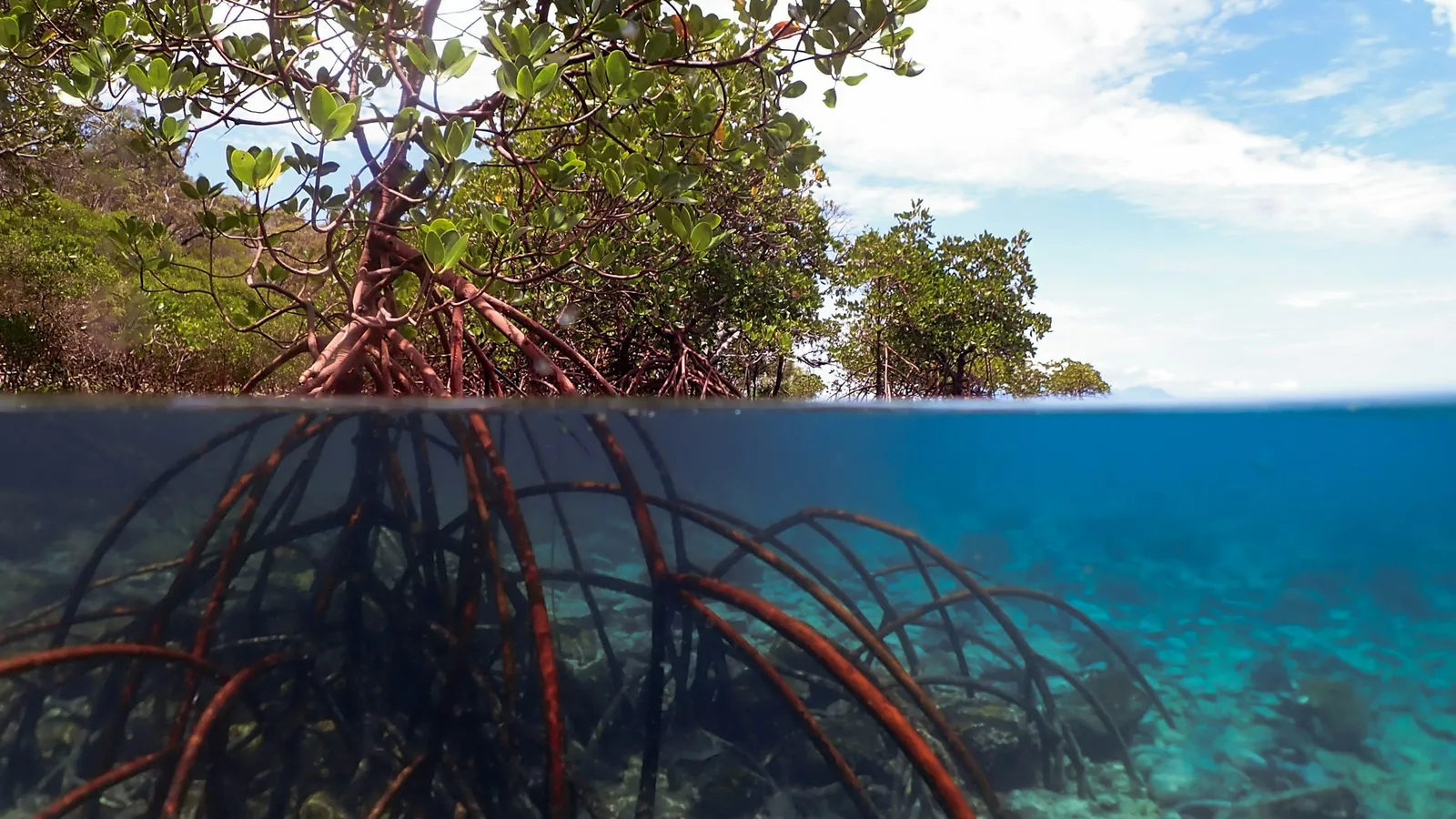 Mangrove roots underwater beside a small tropical island