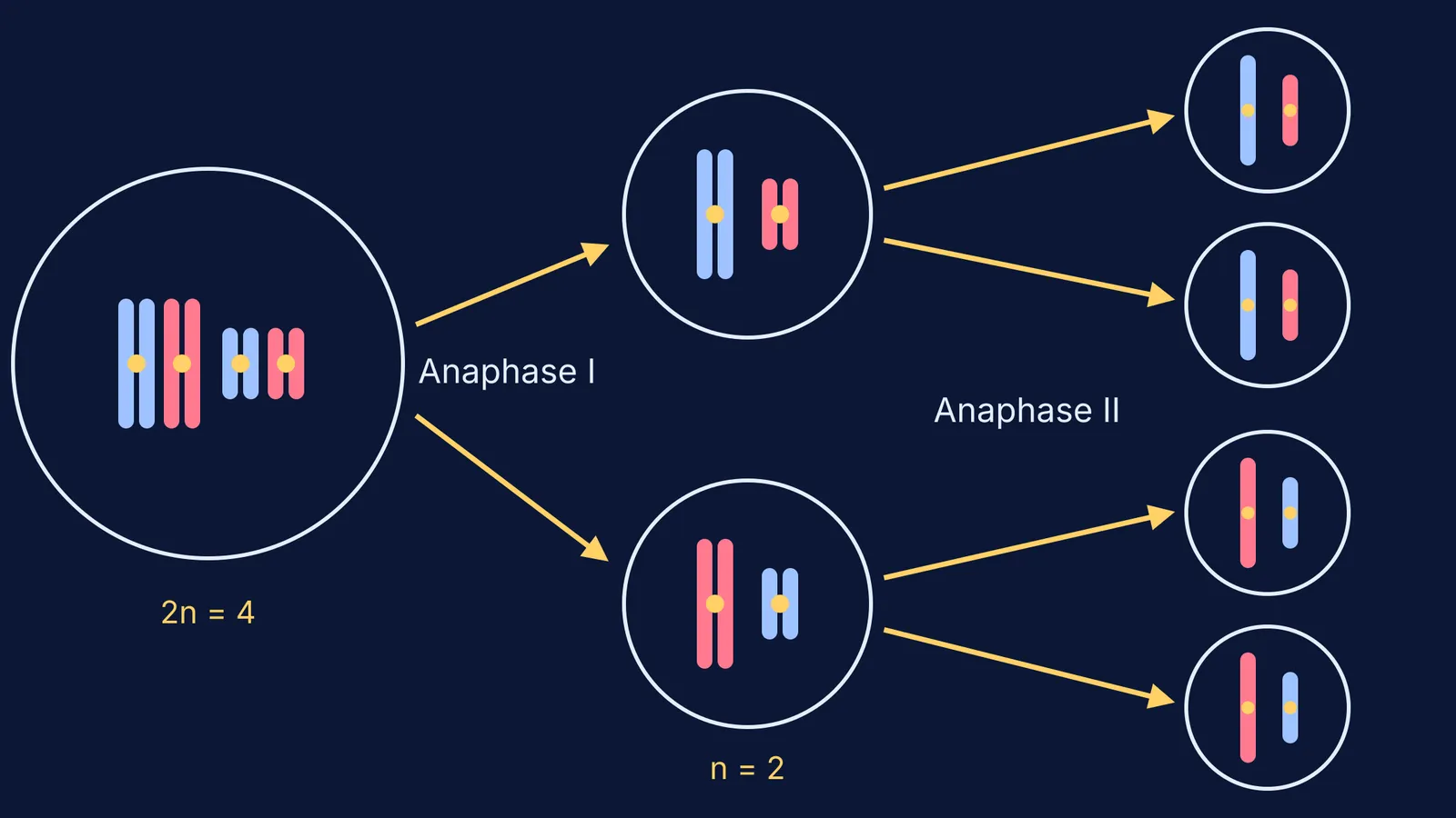 Meiosis diagram: homologues separate in anaphase I, sister chromatids in anaphase II
