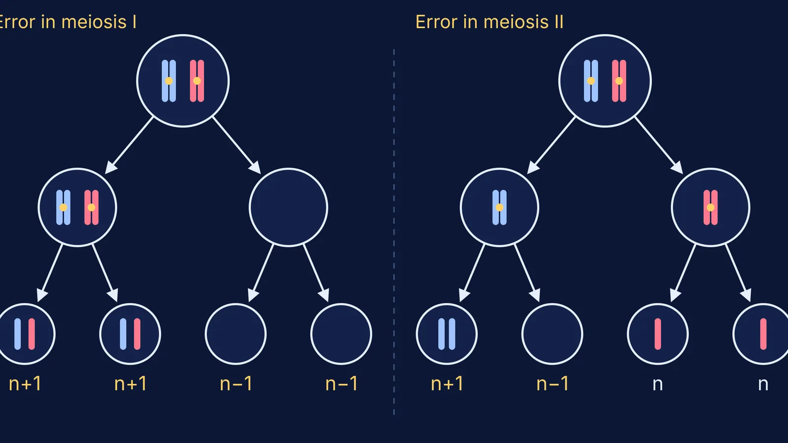 Meiosis I versus meiosis II nondisjunction and the four gametes each produces