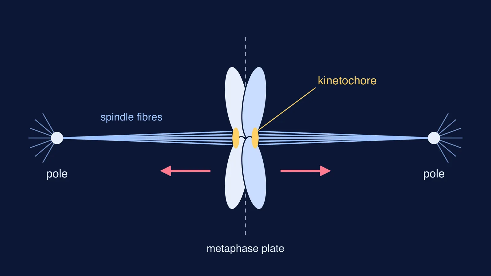 Metaphase chromosome whose two kinetochores attach to spindle fibres from opposite poles