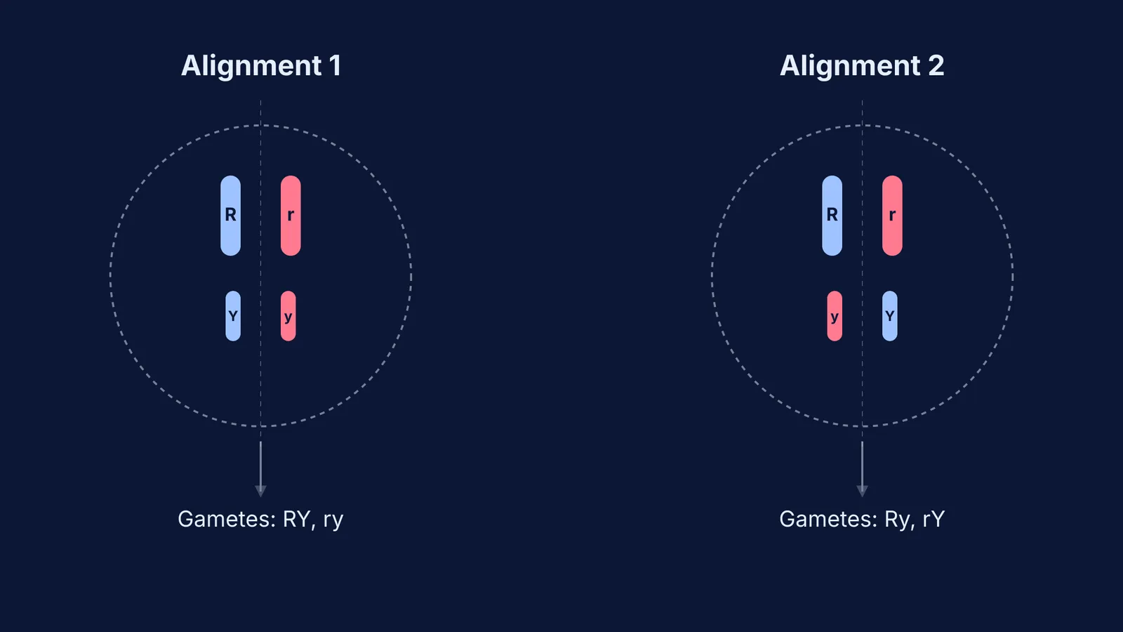 Metaphase I alignments showing independent assortment