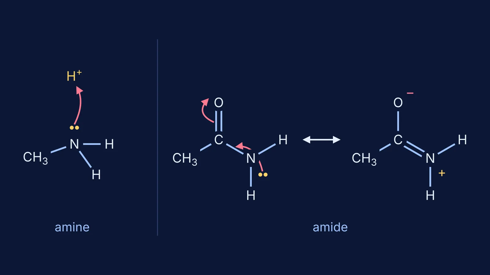 Methylamine's free lone pair takes a proton; acetamide's lone pair is delocalised by resonance