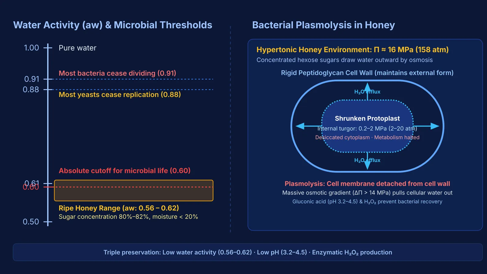 Microbial water activity growth limits and bacterial plasmolysis in hypertonic honey.