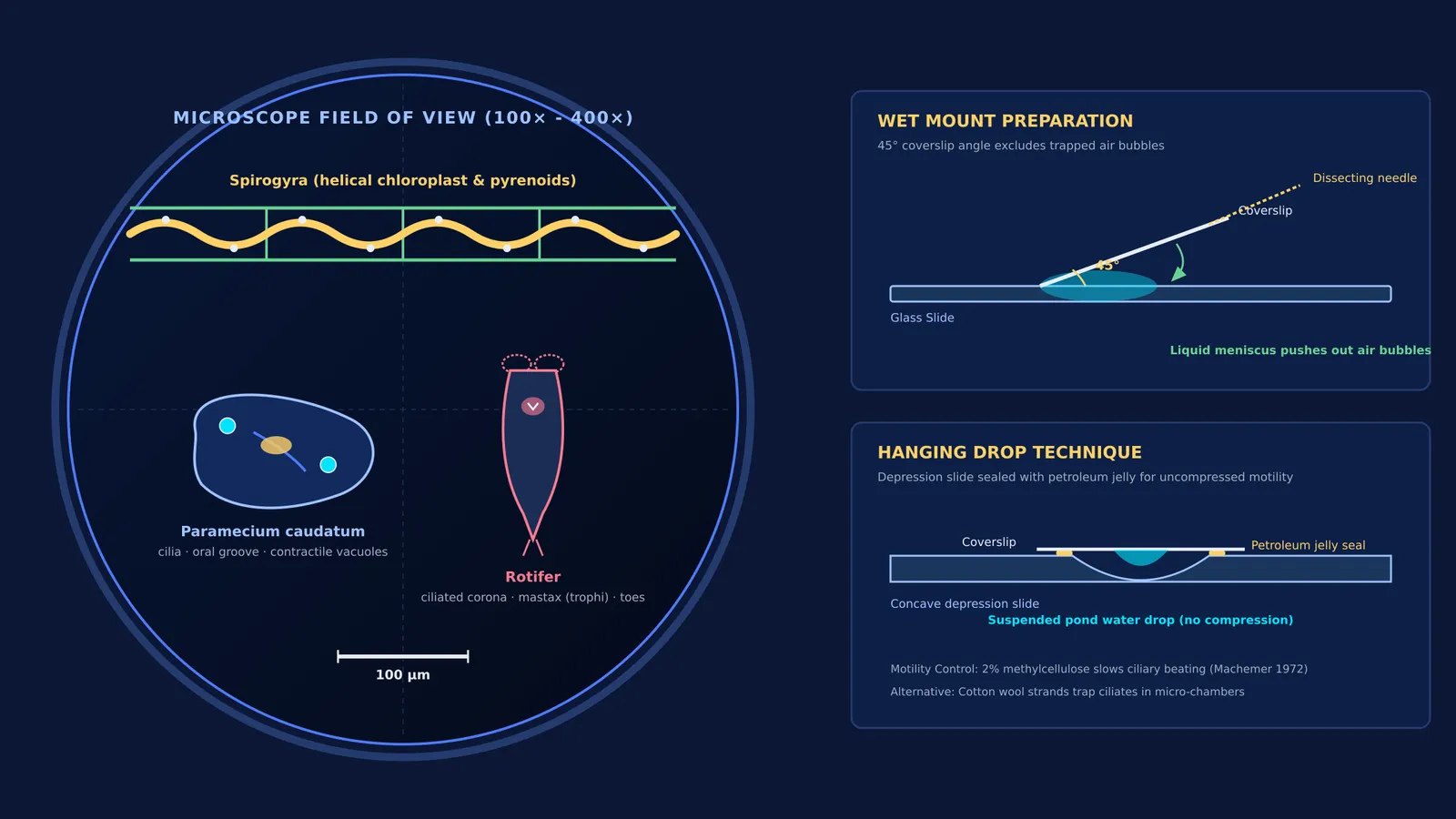 Microscope field of view with Paramecium, Spirogyra, and slide preparation schematics