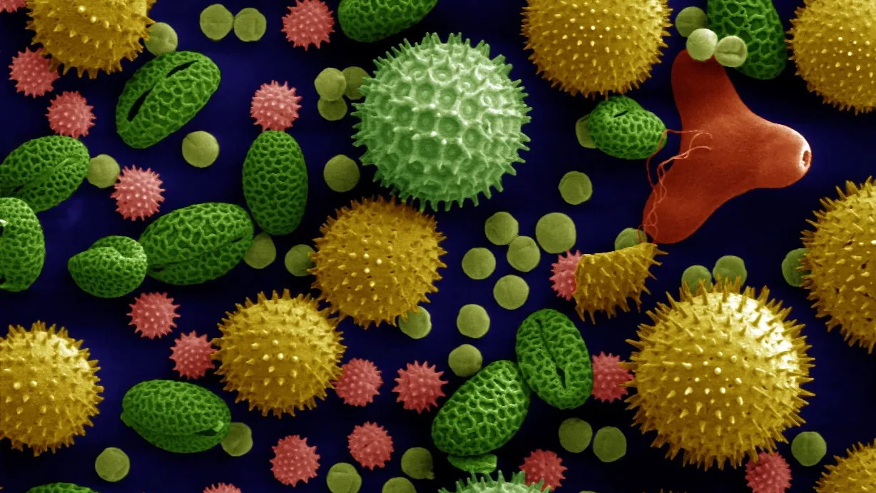 Microscopic view of variously shaped pollen grains