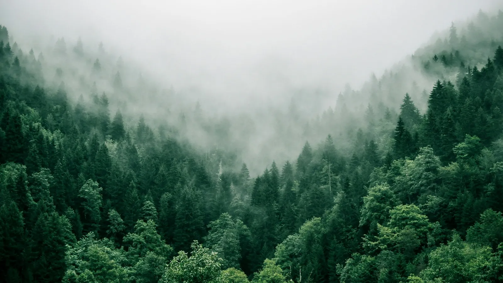 Mist hanging over a forested valley