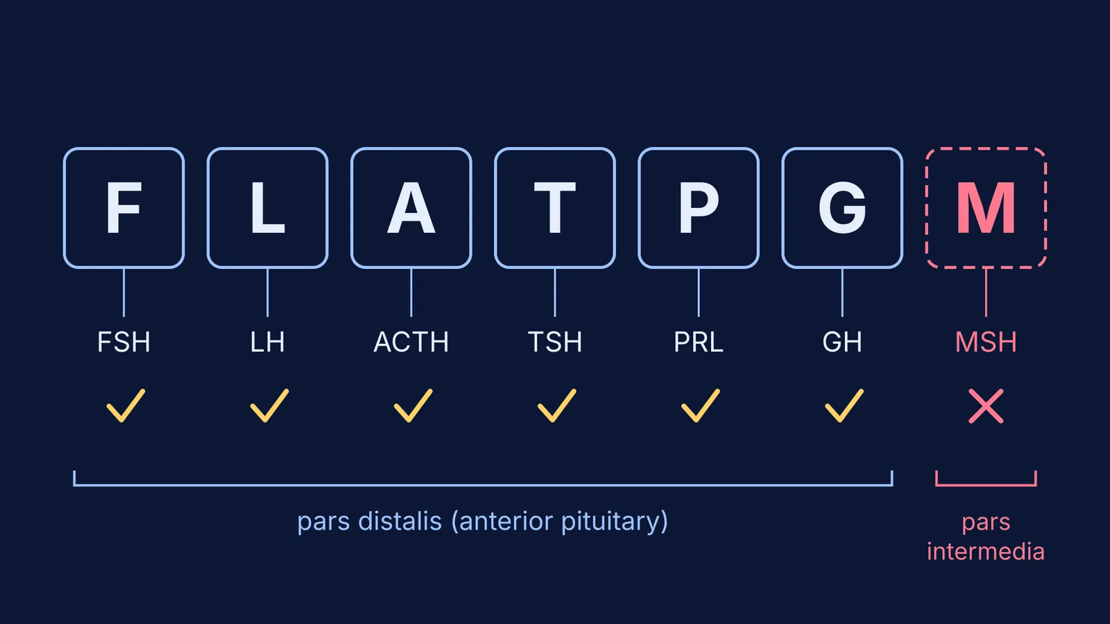 Mnemonic letters matched to pituitary hormones, with one wrong extra letter crossed out