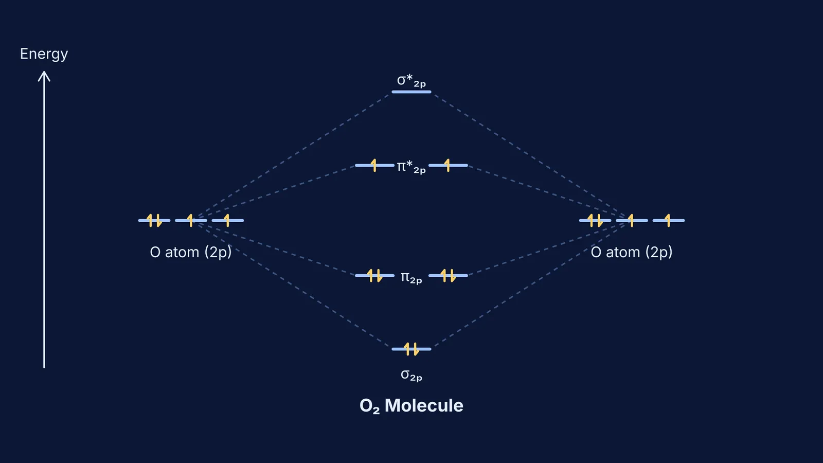 Molecular orbital energy diagram of O2 showing two unpaired electrons in the pi star orbitals.