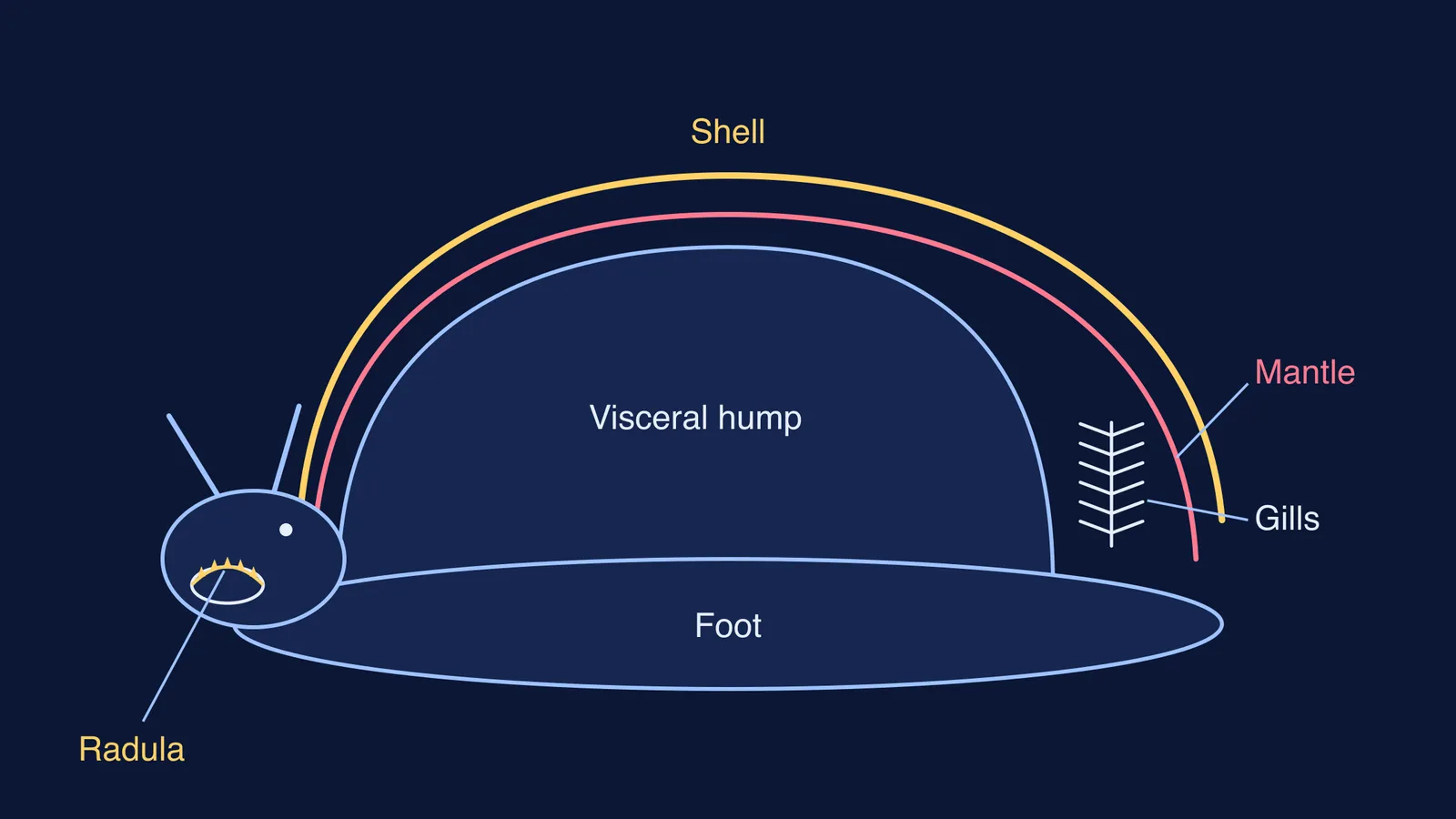 Mollusc body plan showing shell, mantle, gills in mantle cavity, radula and foot