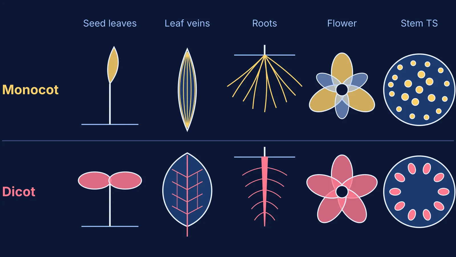 Monocot and dicot compared: cotyledons, leaf veins, roots, flowers, stem sections