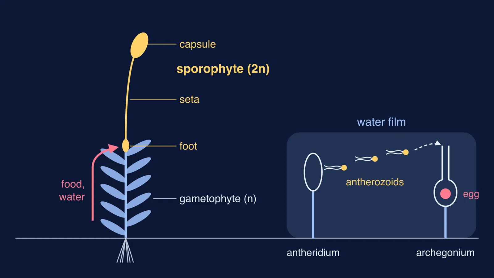 Moss gametophyte feeding its attached sporophyte, and antherozoids swimming through water to an egg