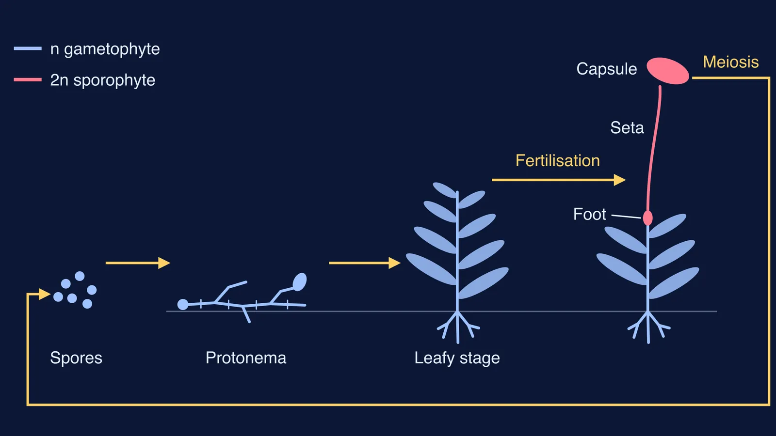 Moss life cycle diagram: spores, protonema, leafy stage, sporophyte with foot, seta, capsule
