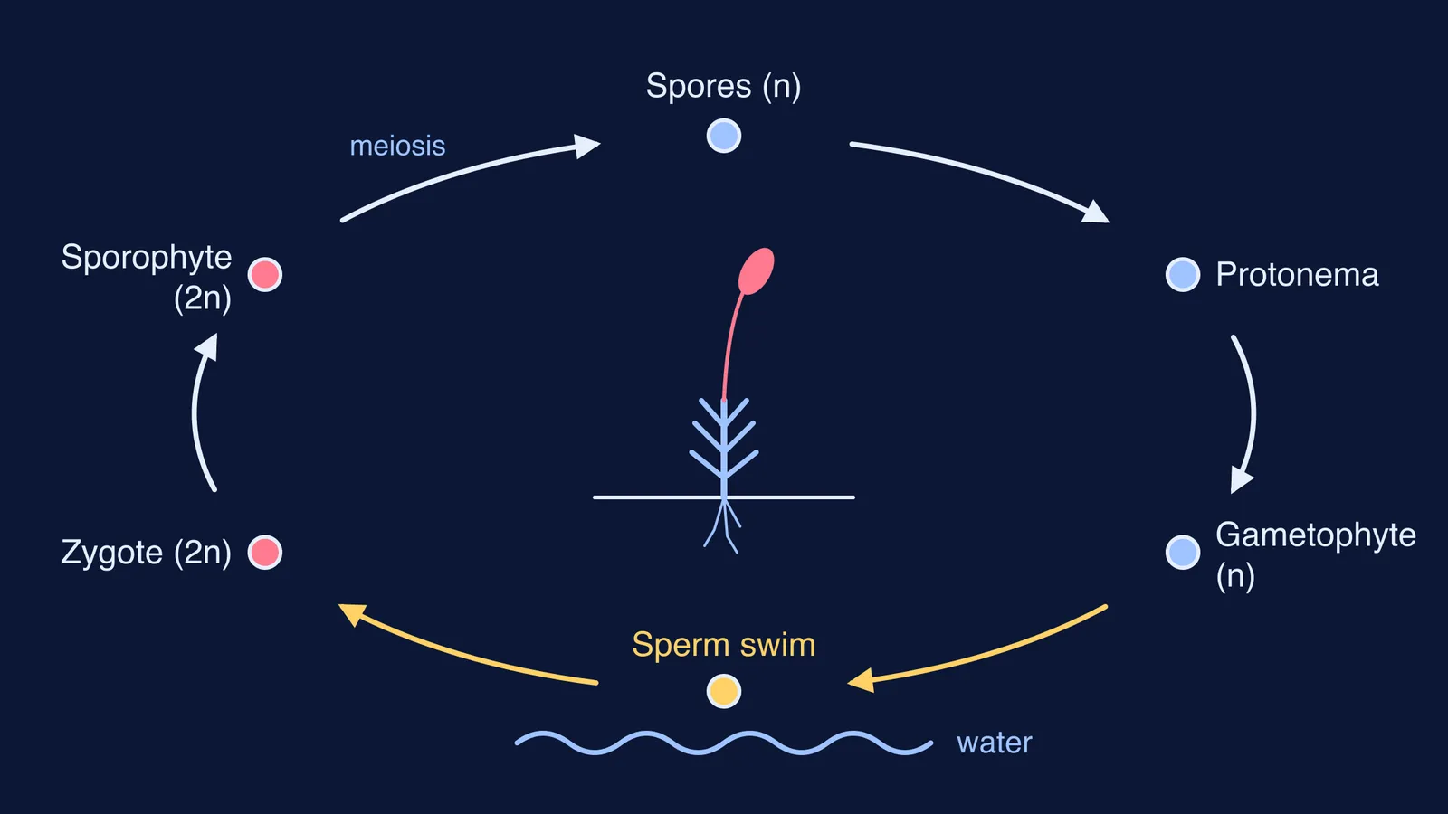 Moss life cycle loop with the water-dependent sperm-swimming step highlighted